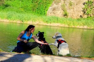 Lee más sobre el artículo ¿Cómo saludar a un perro?