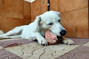 Lee más sobre el artículo Mi perro me gruñe cuando me acerco a su comida