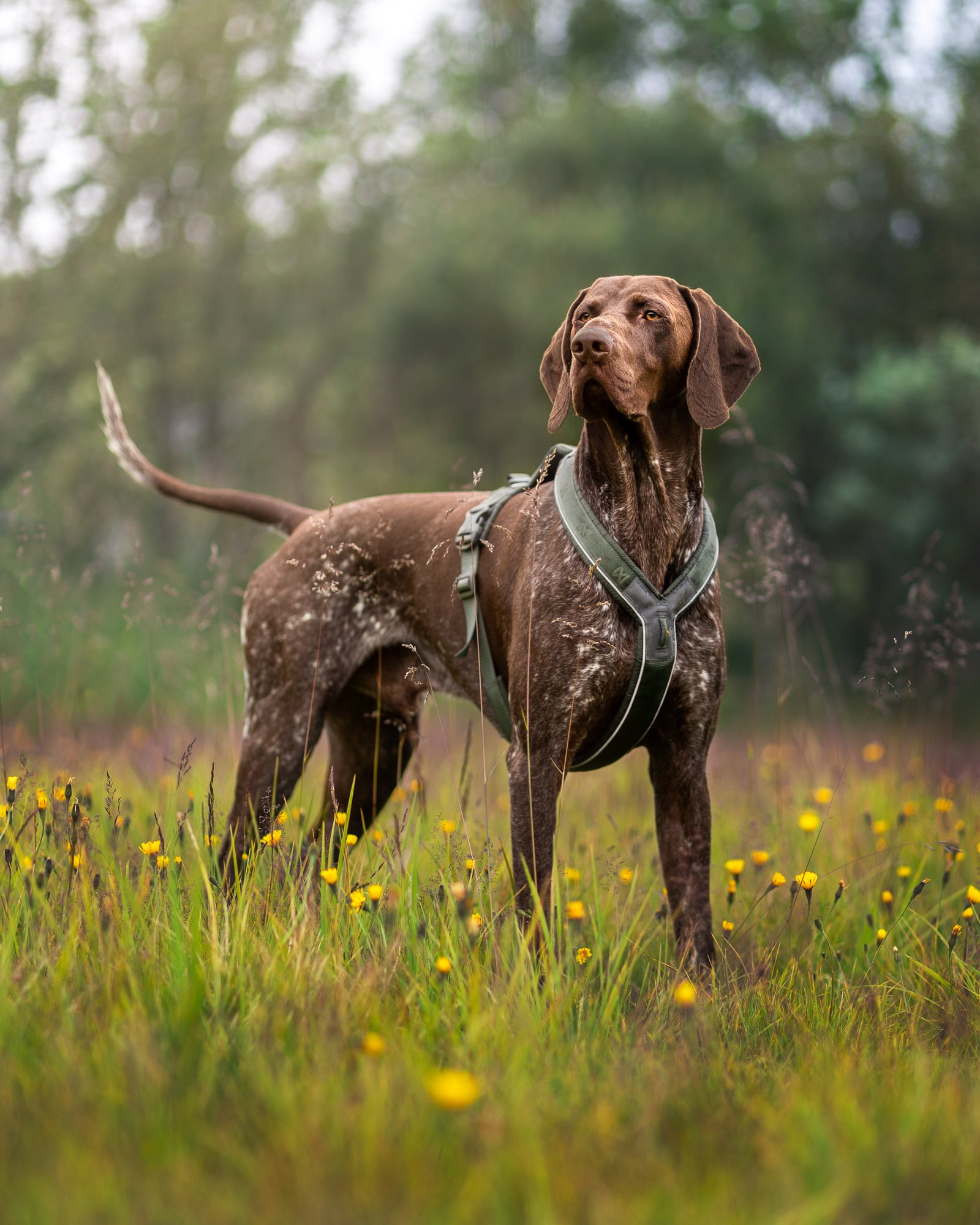 Arnés Non-stopdogwear Line 5.0 - Imagen 4