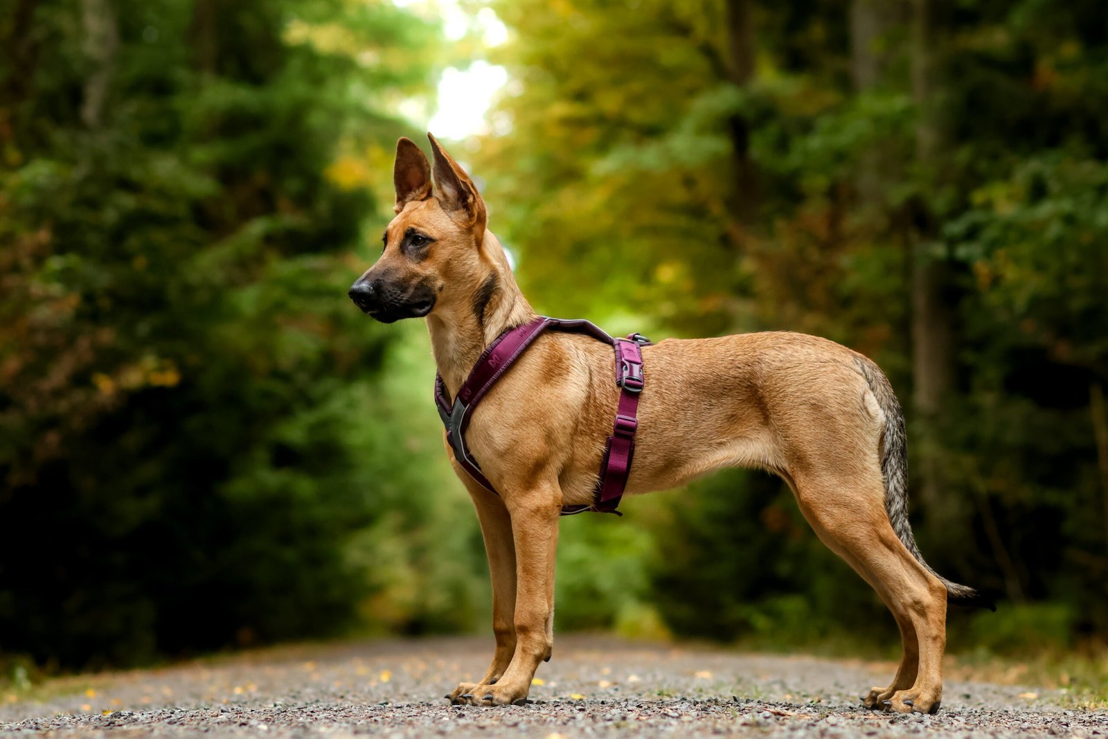 Arnés Non-stopdogwear Line 5.0 - Imagen 3