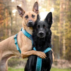 Arnés Non-stopdogwear Line 5.0