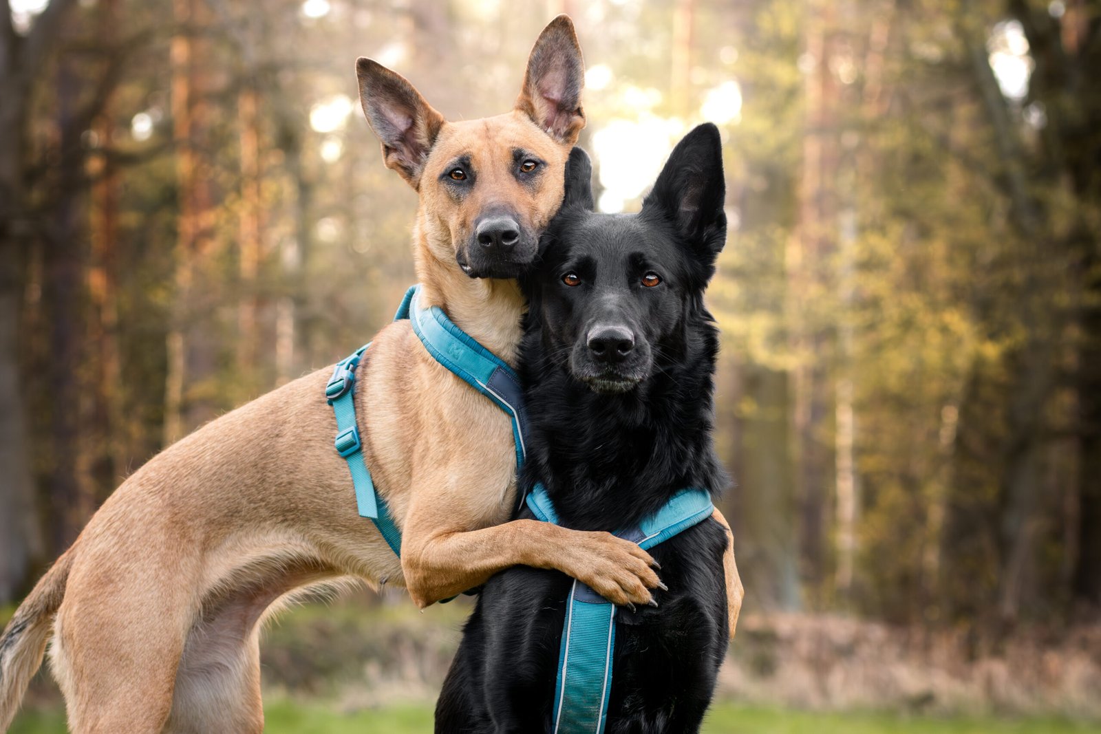 Arnés Non-stopdogwear Line 5.0 - Imagen 2
