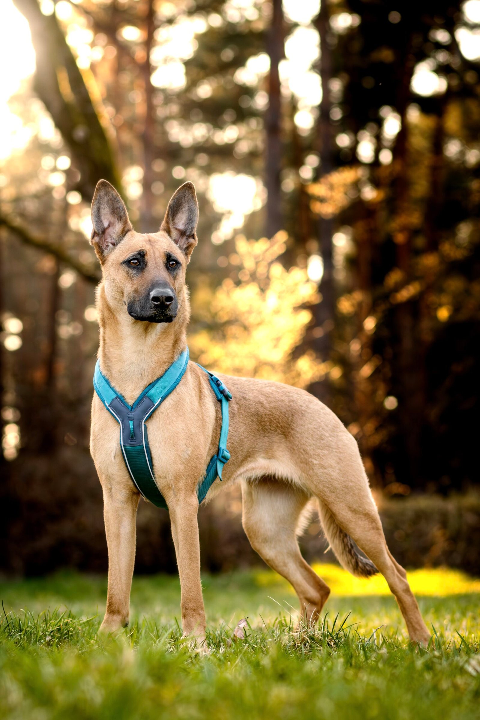 Arnés Non-stopdogwear Line 5.0 - Imagen 5