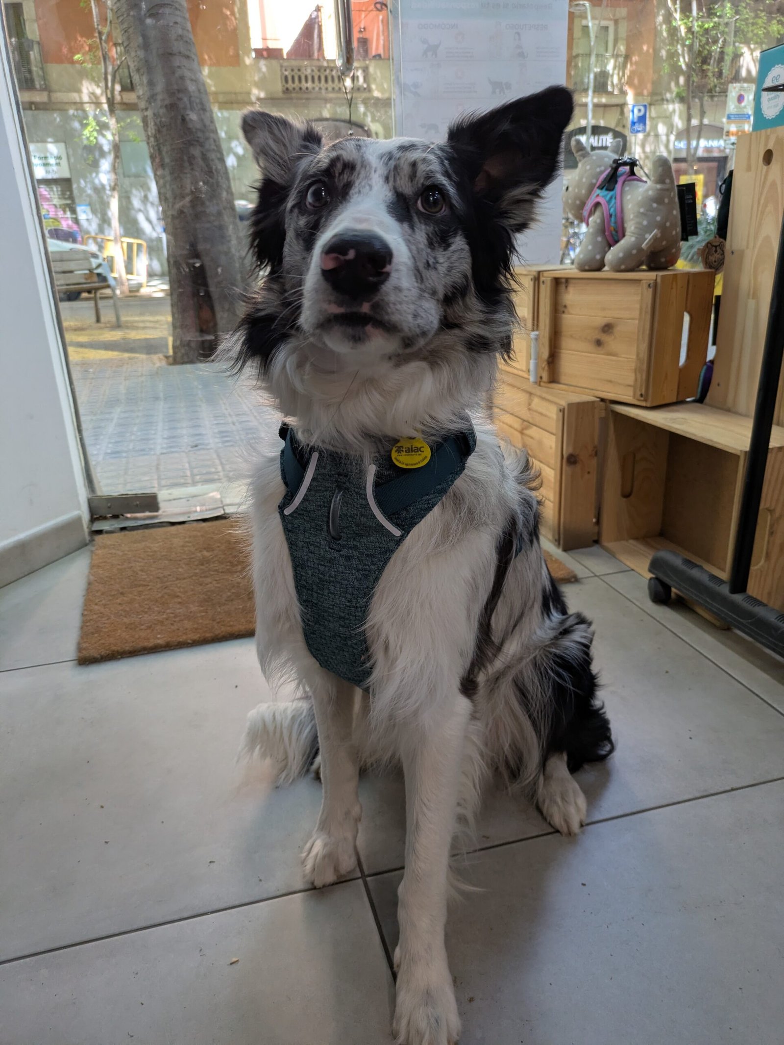 Arnés Ruffwear Front Range Flex - Imagen 5