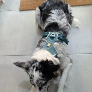 Arnés Ruffwear Front Range Flex