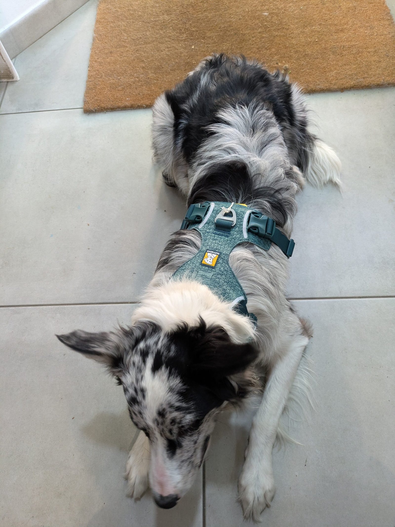 Arnés Ruffwear Front Range Flex - Imagen 2